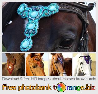 images free photo bank tOrange offers free photos from the section:  horses-brow-bands