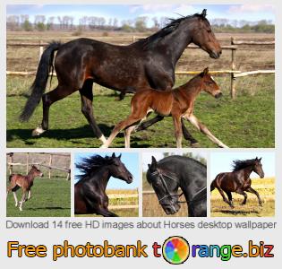 images free photo bank tOrange offers free photos from the section:  horses-desktop-wallpaper