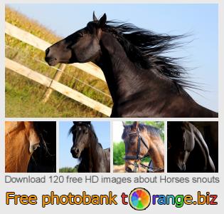 images free photo bank tOrange offers free photos from the section:  horses-snouts