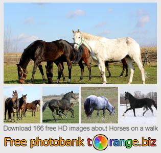 images free photo bank tOrange offers free photos from the section:  horses-walk