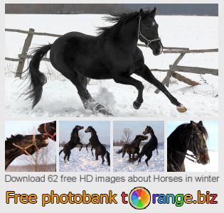 images free photo bank tOrange offers free photos from the section:  horses-winter