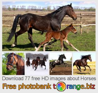 images free photo bank tOrange offers free photos from the section:  horses