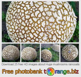 images free photo bank tOrange offers free photos from the section:  huge-mushrooms-raincoats