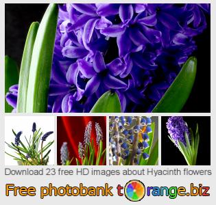 images free photo bank tOrange offers free photos from the section:  hyacinth-flowers