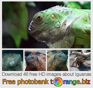 images free photo bank tOrange offers free photos from the section:  iguanas