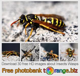 images free photo bank tOrange offers free photos from the section:  insects-wasps