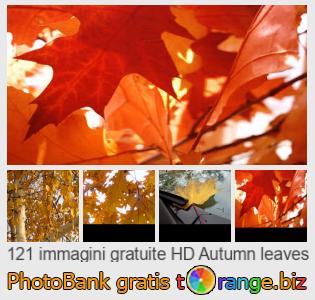 Banca Immagine di tOrange offre foto gratis nella sezione:  foglie-dautunno