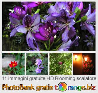 Banca Immagine di tOrange offre foto gratis nella sezione:  blooming-scalatore