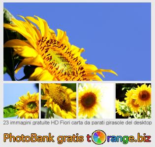 Banca Immagine di tOrange offre foto gratis nella sezione:  fiori-carta-da-parati-girasole-del-desktop