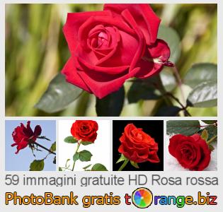 Banca Immagine di tOrange offre foto gratis nella sezione:  rosa-rossa