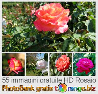 Banca Immagine di tOrange offre foto gratis nella sezione:  rosaio