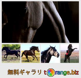 イメージの銀行にtOrangeはセクションからフリーの写真を提供しています： 黒馬