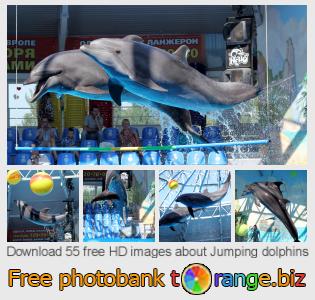 images free photo bank tOrange offers free photos from the section:  jumping-dolphins