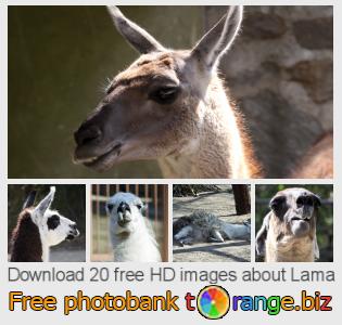 images free photo bank tOrange offers free photos from the section:  lama