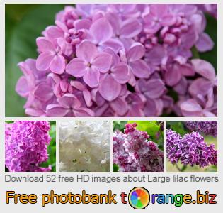 images free photo bank tOrange offers free photos from the section:  large-lilac-flowers