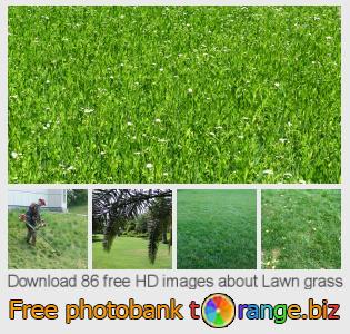 images free photo bank tOrange offers free photos from the section:  lawn-grass