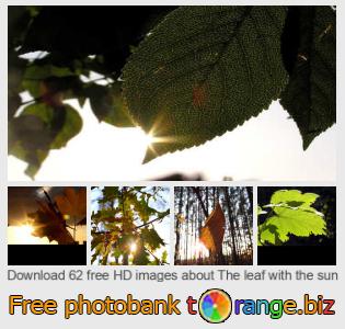 images free photo bank tOrange offers free photos from the section:  leaf-sun