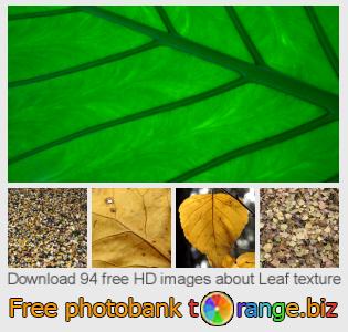 images free photo bank tOrange offers free photos from the section:  leaf-texture