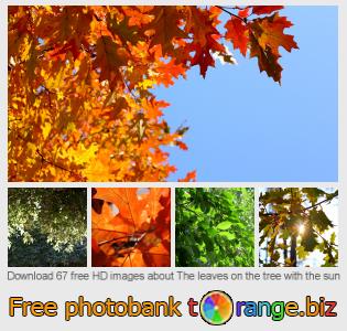 images free photo bank tOrange offers free photos from the section:  leaves-tree-sun