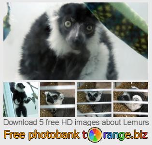 images free photo bank tOrange offers free photos from the section:  lemurs