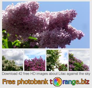 images free photo bank tOrange offers free photos from the section:  lilac-against-sky