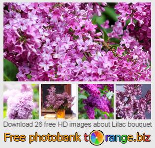 images free photo bank tOrange offers free photos from the section:  lilac-bouquet