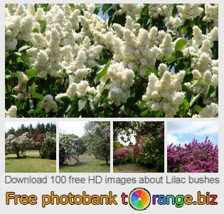 images free photo bank tOrange offers free photos from the section:  lilac-bushes