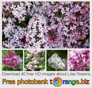 images free photo bank tOrange offers free photos from the section:  lilac-flowers