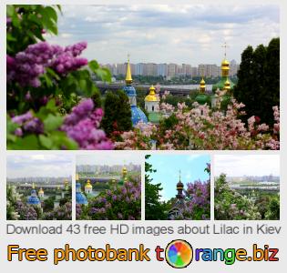 images free photo bank tOrange offers free photos from the section:  lilac-kiev