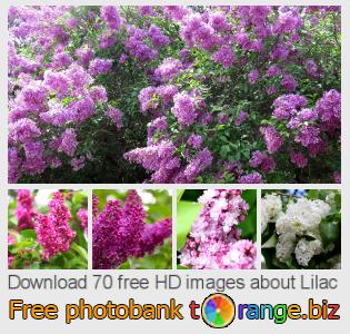 images free photo bank tOrange offers free photos from the section:  lilac