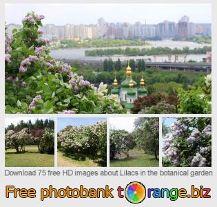 images free photo bank tOrange offers free photos from the section:  lilacs-botanical-garden