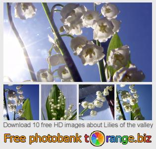 images free photo bank tOrange offers free photos from the section:  lilies-valley