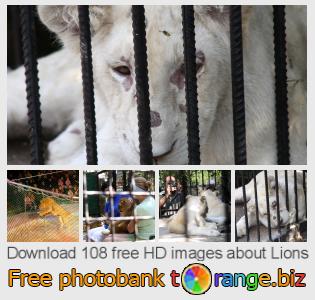 images free photo bank tOrange offers free photos from the section:  lions