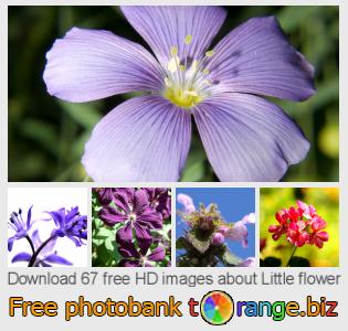 images free photo bank tOrange offers free photos from the section:  little-flower