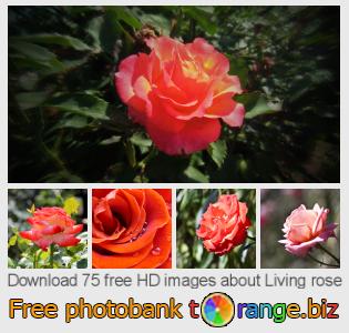 images free photo bank tOrange offers free photos from the section:  living-rose