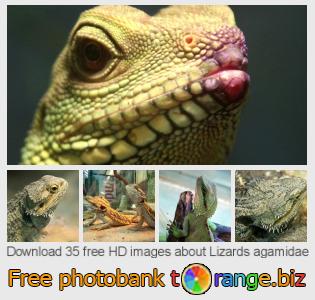 images free photo bank tOrange offers free photos from the section:  lizards-agamidae