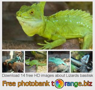 images free photo bank tOrange offers free photos from the section:  lizards-basilisk
