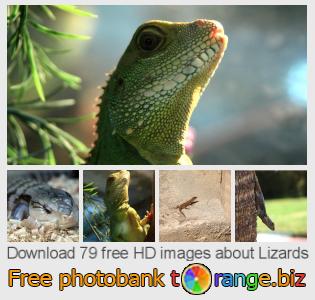 images free photo bank tOrange offers free photos from the section:  lizards