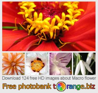 images free photo bank tOrange offers free photos from the section:  macro-flower