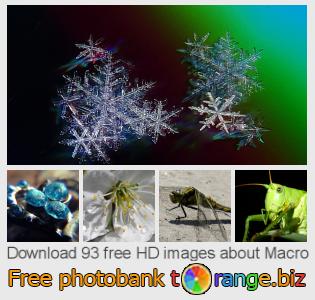 images free photo bank tOrange offers free photos from the section:  macro