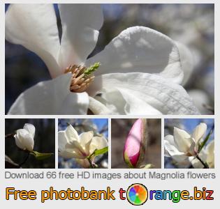 images free photo bank tOrange offers free photos from the section:  magnolia-flowers