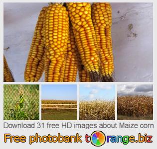 images free photo bank tOrange offers free photos from the section:  maize-corn