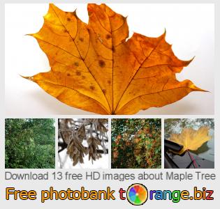images free photo bank tOrange offers free photos from the section:  maple-tree