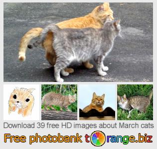 images free photo bank tOrange offers free photos from the section:  march-cats