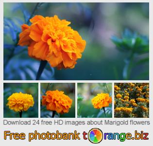 images free photo bank tOrange offers free photos from the section:  marigold-flowers