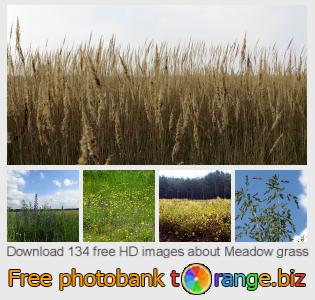 images free photo bank tOrange offers free photos from the section:  meadow-grass