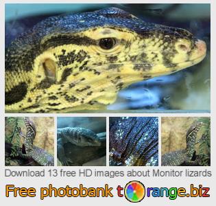 images free photo bank tOrange offers free photos from the section:  monitor-lizards