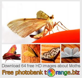 images free photo bank tOrange offers free photos from the section:  moths