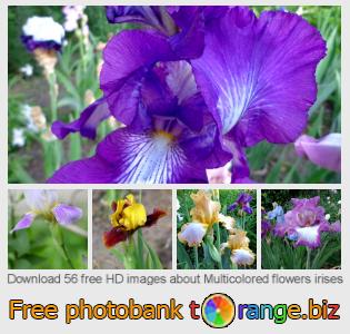images free photo bank tOrange offers free photos from the section:  multicolored-flowers-irises