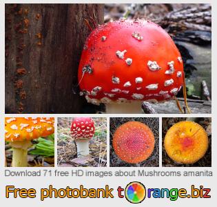 images free photo bank tOrange offers free photos from the section:  mushrooms-amanita